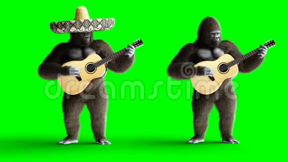 有趣的棕色大猩猩弹吉他超级逼真的皮毛和头发绿屏4K动画视频的预览图