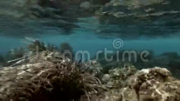 沙漠岛水下无污染的环境大自然的奇迹视频的预览图