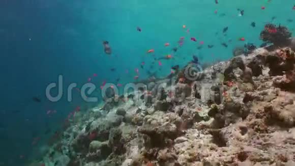 学校成群的五颜六色的鱼在海汤上的珊瑚礁视频的预览图