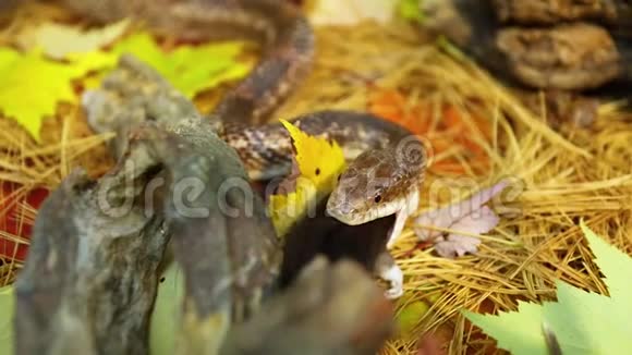 宠物蛇吃棕鼠视频的预览图