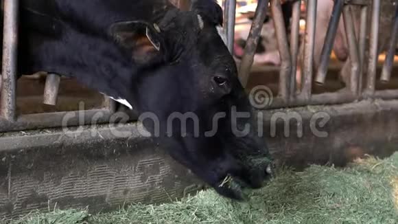 农场谷仓里的慢动作牛荷斯坦奶牛喂养农业产业视频的预览图