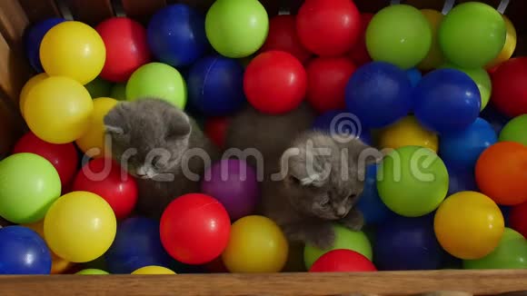 小猫在球间玩耍视频的预览图