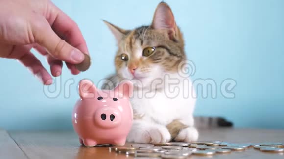 猪银行和猫团队合作搞笑视频钱概念金融业务会计钱猫宠物堆不断增长的钱视频的预览图