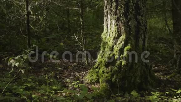 林中有地衣和苔藓的古树林树自然绿木森林里树上的苔藓视频的预览图