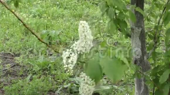 白花鸟樱花树视频的预览图