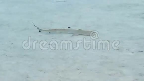 少年黑尖暗礁鲨鱼在浅滩游泳视频的预览图