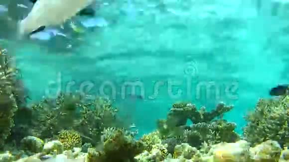 海底热带海洋的时间推移视频的预览图