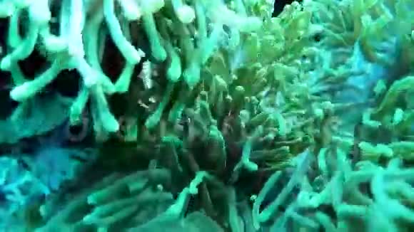 马尔代夫海葵中的黑鳍视频的预览图