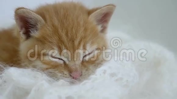 姜小猫睡在白色针织猫围巾绒毛包裹视频的预览图
