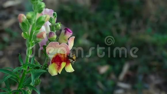 大黄蜂在花蛇龙上视频的预览图
