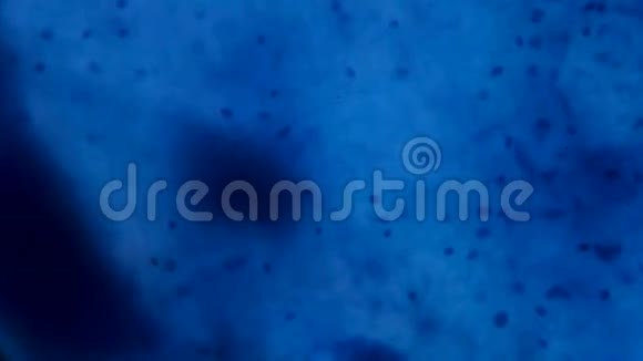 显微镜下的神经细胞白色ba上的抽象蓝点视频的预览图