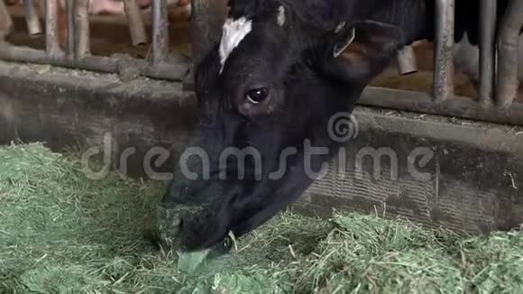 家畜在谷仓里吃干草在现代农场放牧的牛视频的预览图