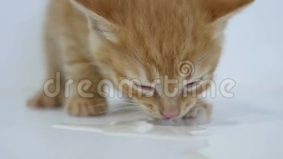 家中饥饿的小猫爱喝牛奶视频的预览图