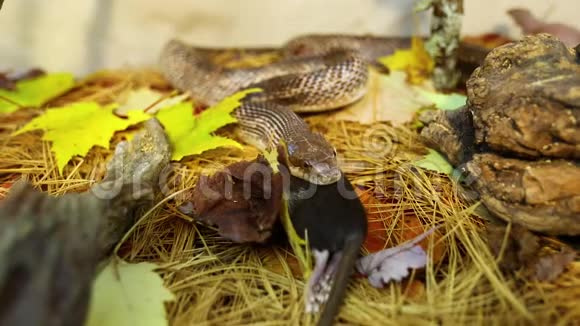 宠物蛇吃棕鼠视频的预览图