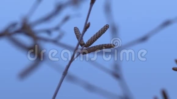 幼嫩的桦树花蕾春晚自然夜景视频的预览图