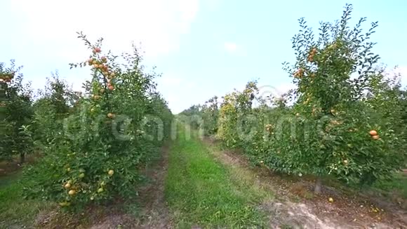 地下通道和苹果树开花视频的预览图