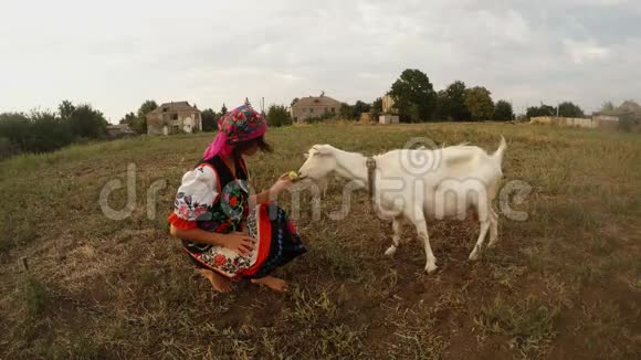 穿着乌克兰民族传统民俗服装的女孩在田里用苹果喂山羊视频的预览图