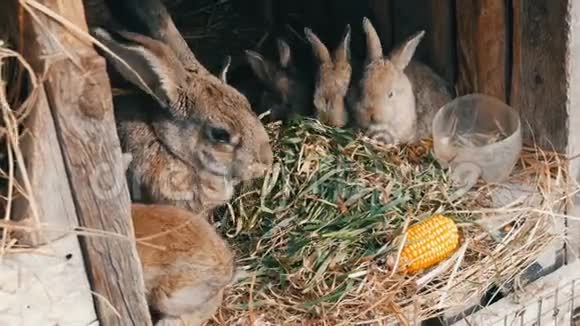 美丽有趣的小兔子幼崽和他们的妈妈在农场的笼子里吃草视频的预览图