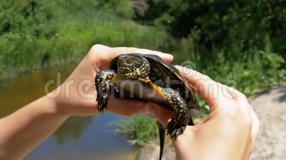 小河龟在雌性手中的河流背景上视频的预览图