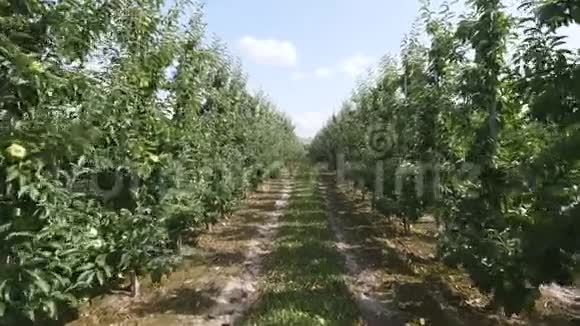 地下通道和苹果树开花视频的预览图