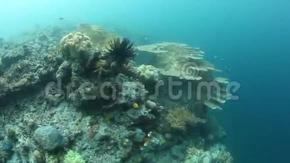 印尼珊瑚礁边缘脆弱珊瑚及鱼类视频的预览图