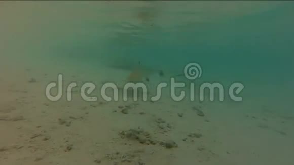 水下黑尖暗礁鲨鱼在浅水中捕猎的镜头视频的预览图