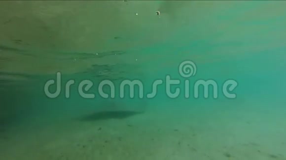 一个大黄貂鱼的水下镜头视频的预览图