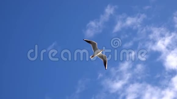 蓝天和鸟儿飞翔视频的预览图