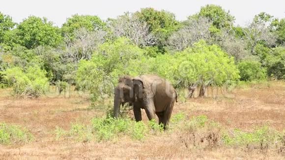 斯里兰卡亚拉国家公园的大象视频的预览图