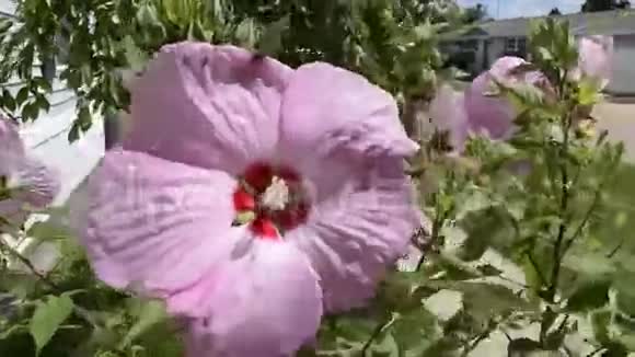 大的粉红色芙蓉花视频的预览图