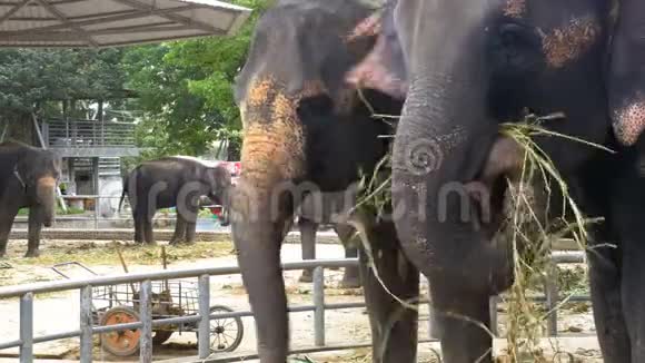 动物园里的大象背着一辆手推车在吃东西泰国亚洲视频的预览图