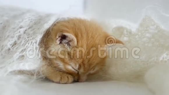 红头小猫睡着裹着一条针织披肩的羽绒猫视频视频的预览图