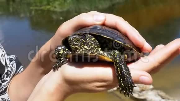 小河龟在雌性手中的河流背景上视频的预览图