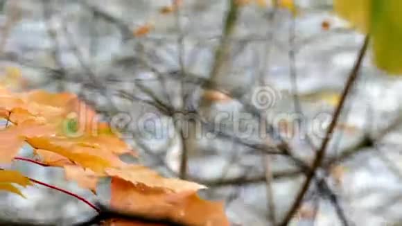 秋天池塘里的黄枫叶和水视频的预览图