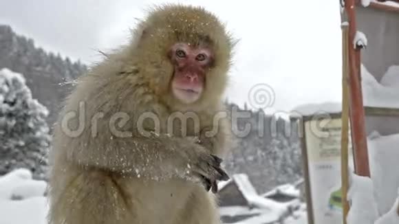 一只小雪猴坐在木柱上日本长野吉国视频的预览图