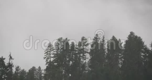 清晨4k山雾升起雾中松树西藏博米县视频的预览图