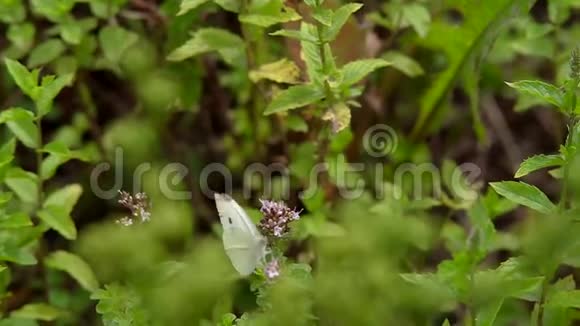 草上的蝴蝶视频的预览图