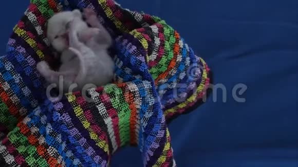 英国新出生的小猫在毛巾里喵喵叫视频的预览图