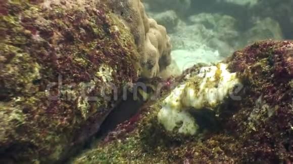 加拉帕戈斯群岛海底蓝色背景的热带外来鱼类视频的预览图