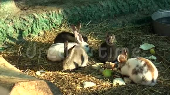 哺乳动物兔子拉格朗日家族视频的预览图