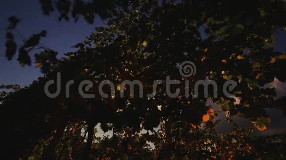 葡萄园桌面设计葡萄酒背景秋季设计有葡萄园和空陈列秋收的葡萄视频的预览图