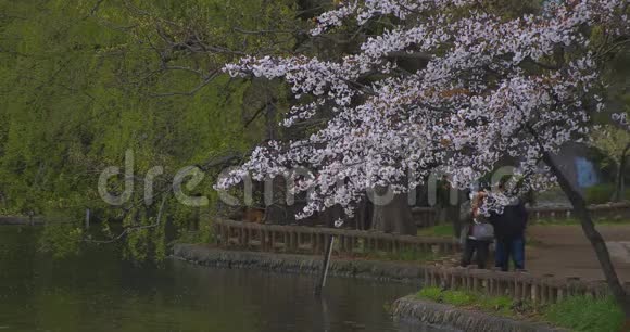 公园附近的樱花白天多云中日视频的预览图