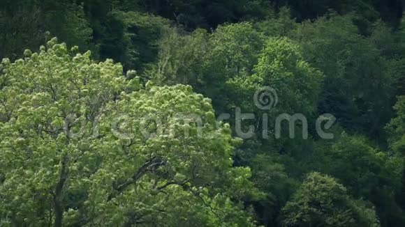 夏天的树木景观视频的预览图