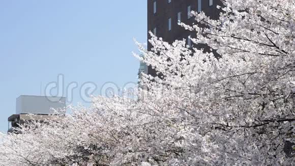 日本樱花树的顶端视频的预览图