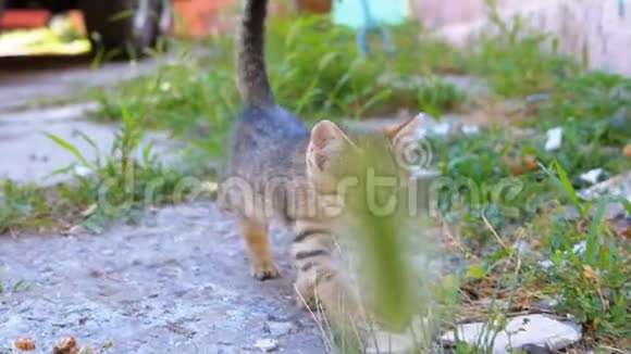 无家可归的灰猫在街上缓慢地行走视频的预览图