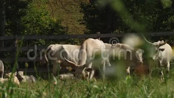 有角的奶牛在田里放牧匈牙利灰牛a视频的预览图