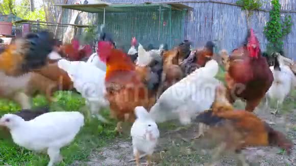 有机养鸡场家养鸡场绿草地视频的预览图