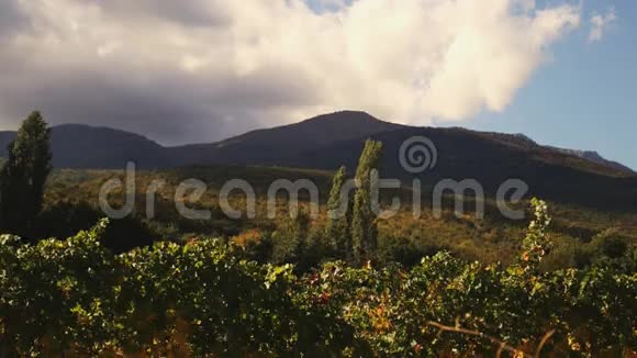 葡萄园桌面设计葡萄酒背景秋季设计有葡萄园和空陈列秋收的葡萄视频的预览图