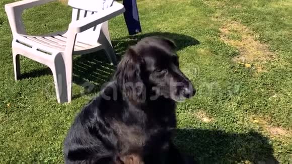 草地上的黑色拉布拉多犬遵照指示视频的预览图