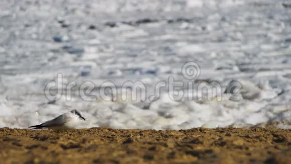 海岸冰封海面上的海鸥视频的预览图